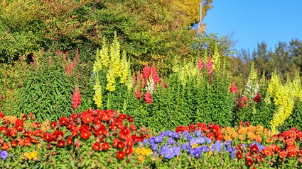 Spring Colours - Cowra 